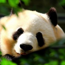 Схема вышивки «Панда»