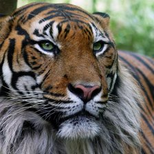 Схема вышивки «Тигр»