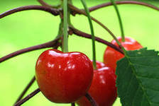 Схема вышивки «черешенка»