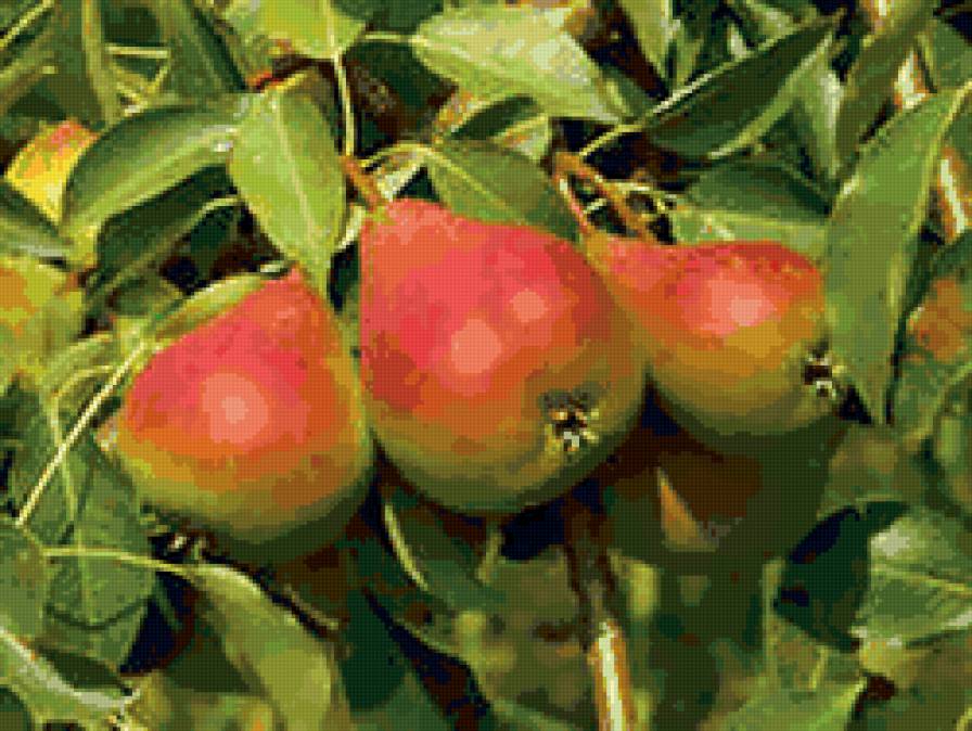 груши - фрукты, для кухни, ягоды, груши - предпросмотр