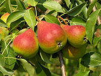 Схема вышивки «груши»