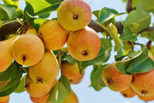 Схема вышивки «дюшес»