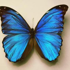 Схема вышивки «бабочка»