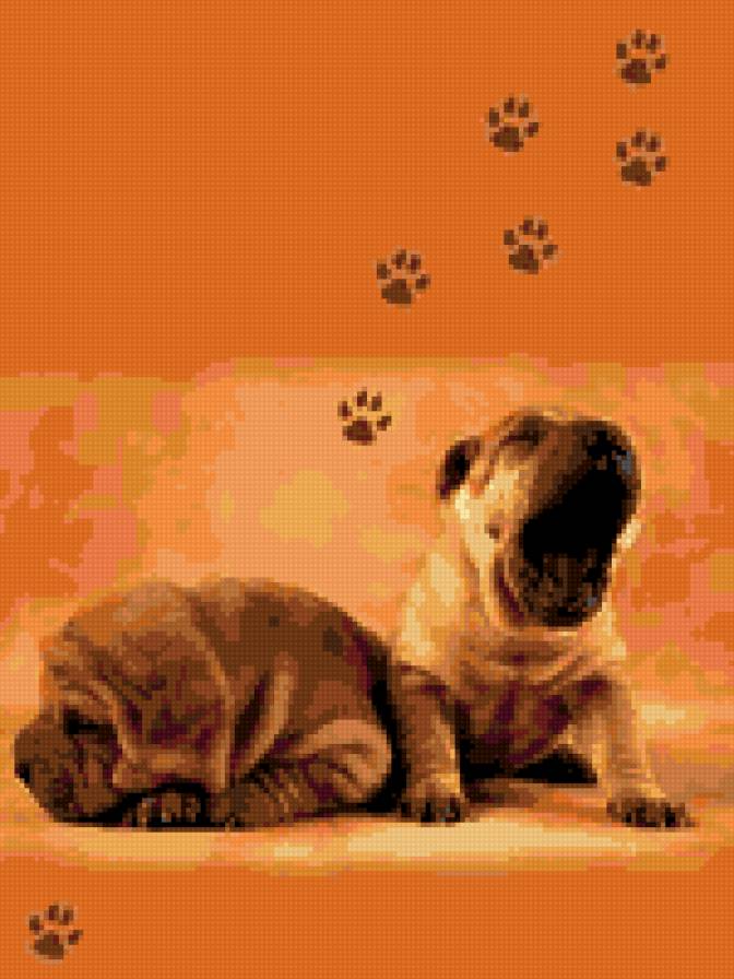 щенки шарпея - шарпей, щенки - предпросмотр