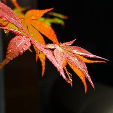 Схема вышивки «Осень»