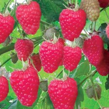 Схема вышивки «Малина»