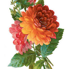 Схема вышивки «№127882»