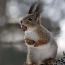 Схема вышивки «белочка»