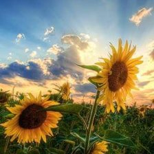 Схема вышивки «подсолнухи»