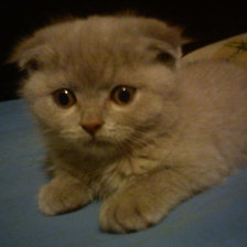 Схема вышивки «Вислоушка»