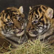 Схема вышивки «Тигрята»