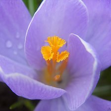 Схема вышивки «крокус»