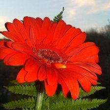 Схема вышивки «цветы»