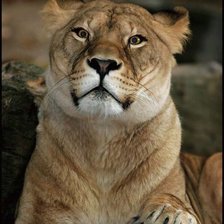 Схема вышивки «Львица»