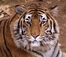 Схема вышивки «Тигр»