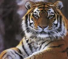 Схема вышивки «Тигр»