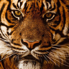 Схема вышивки «Тигр»