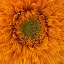 Схема вышивки «Подсолнух2»