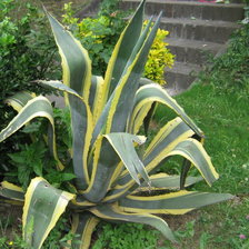 Схема вышивки «natura»