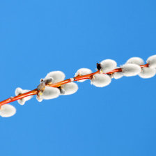 Схема вышивки «верба»