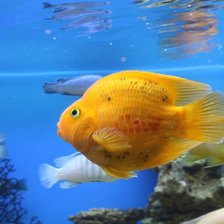 Схема вышивки «Рыбы»