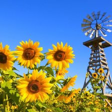 Схема вышивки «Подсолнухи»
