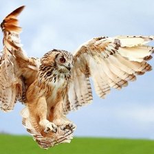 Схема вышивки «Сова»