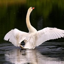 Схема вышивки «Лебедь»