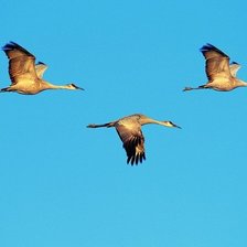 Схема вышивки «Журавль»