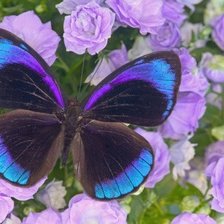 Схема вышивки «Бабочка на розах»