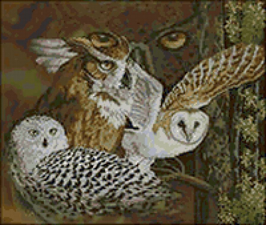 взгляд совы - птицы - предпросмотр