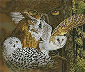 взгляд совы