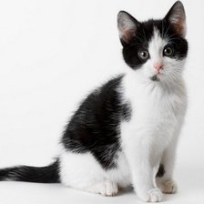 Схема вышивки «Котенок»