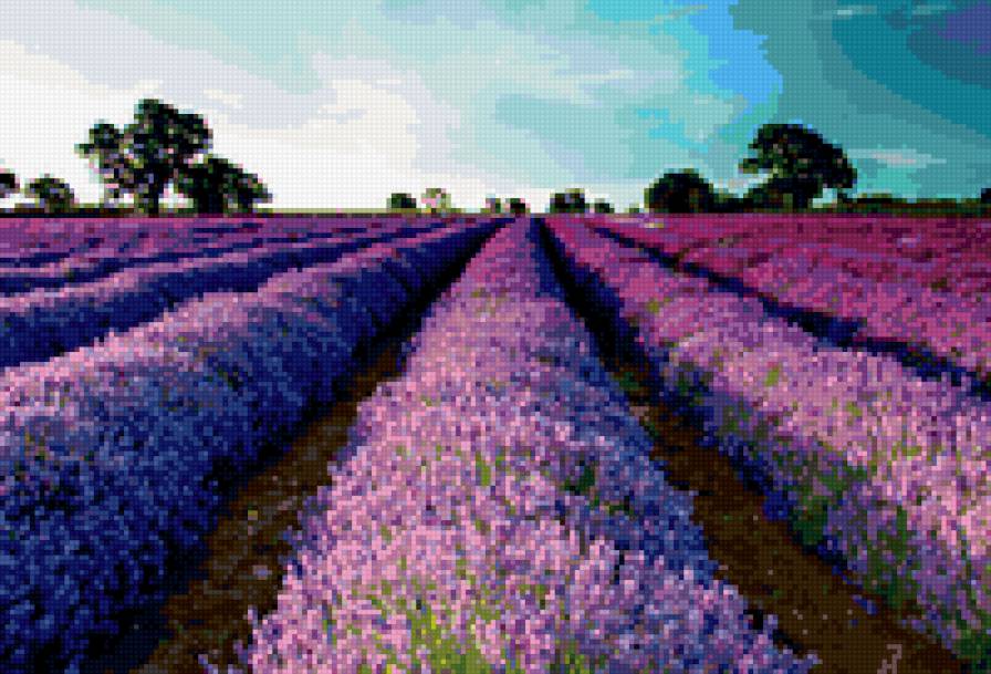 Поле лаванды - цветы - предпросмотр