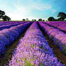 Поле лаванды