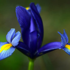 Схема вышивки «Ирис»