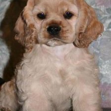 Схема вышивки «Кокер спаниель»