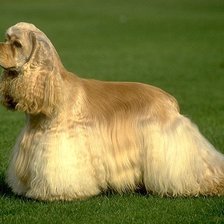 Схема вышивки «Кокер-спаниель»