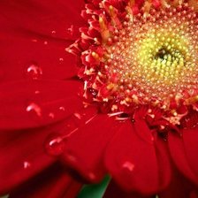 Схема вышивки «Красный цветок»