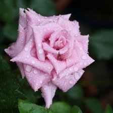 Схема вышивки «Розовая роза»