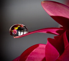 Схема вышивки «Капля на цветке»