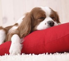 Щенок на подушке