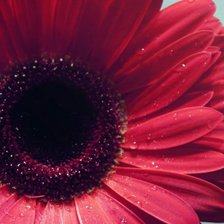 Схема вышивки «Герберы»