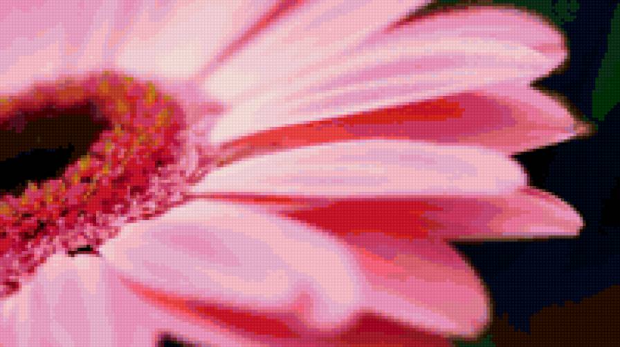 Герберы - цветы - предпросмотр