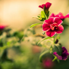 Схема вышивки «Цветы»