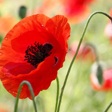 Схема вышивки «Маки»