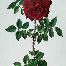 Схема вышивки «№129353»