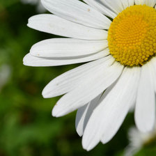 Схема вышивки «Ромашка»