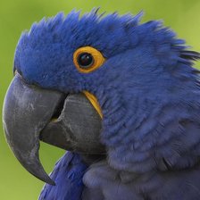 Схема вышивки «Попугай»