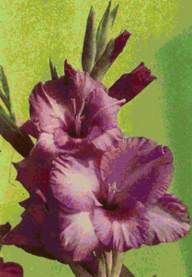 Гладиолус - предпросмотр